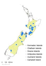 Cardamine dolichostyla distribution map based on databased records at AK, CHR, OTA & WELT.
 Image: K.Boardman © Landcare Research 2018 CC BY 4.0